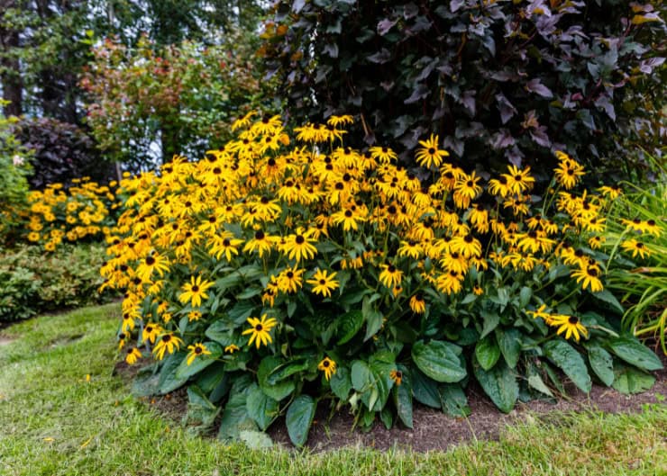 Keeping Your Curb Appeal Fresh: Plants that Survive from Summer to Fall in Maryland